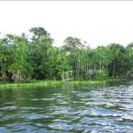 veloce-racing-become-first-extreme-e-team-to-offset-pre-season-carbon-through-forestry-redd-project-in-para,-brazil