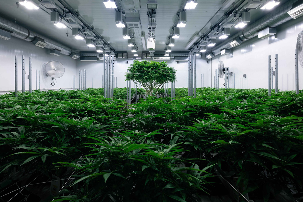 zenabis-announces-launch-of-re-up-pre-roll-multipacks,-new-distribution-agreements
