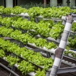vertical-farming-market-size-worth-$2115-billion-by-2028-|-cagr:-236%:-grand-view-research,-inc.