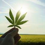 legal-marijuana-market-size-worth-$840-billion-by-2028-|-cagr:-143%:-grand-view-research,-inc.