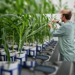 agricultural-biotechnology-market-revenue-worth-$106,870-million-by-2030,-says-p&s-intelligence