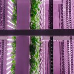 onepointone-and-sakata-seed-america-aim-to-accelerate-the-quality-and-variety-in-vertical-farming