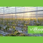 village-farms-international’s-pure-sunfarms-receives-cannabis-cultivation-license-amendment-for-delta-2-greenhouse,-increasing-production-capacity-by-50%