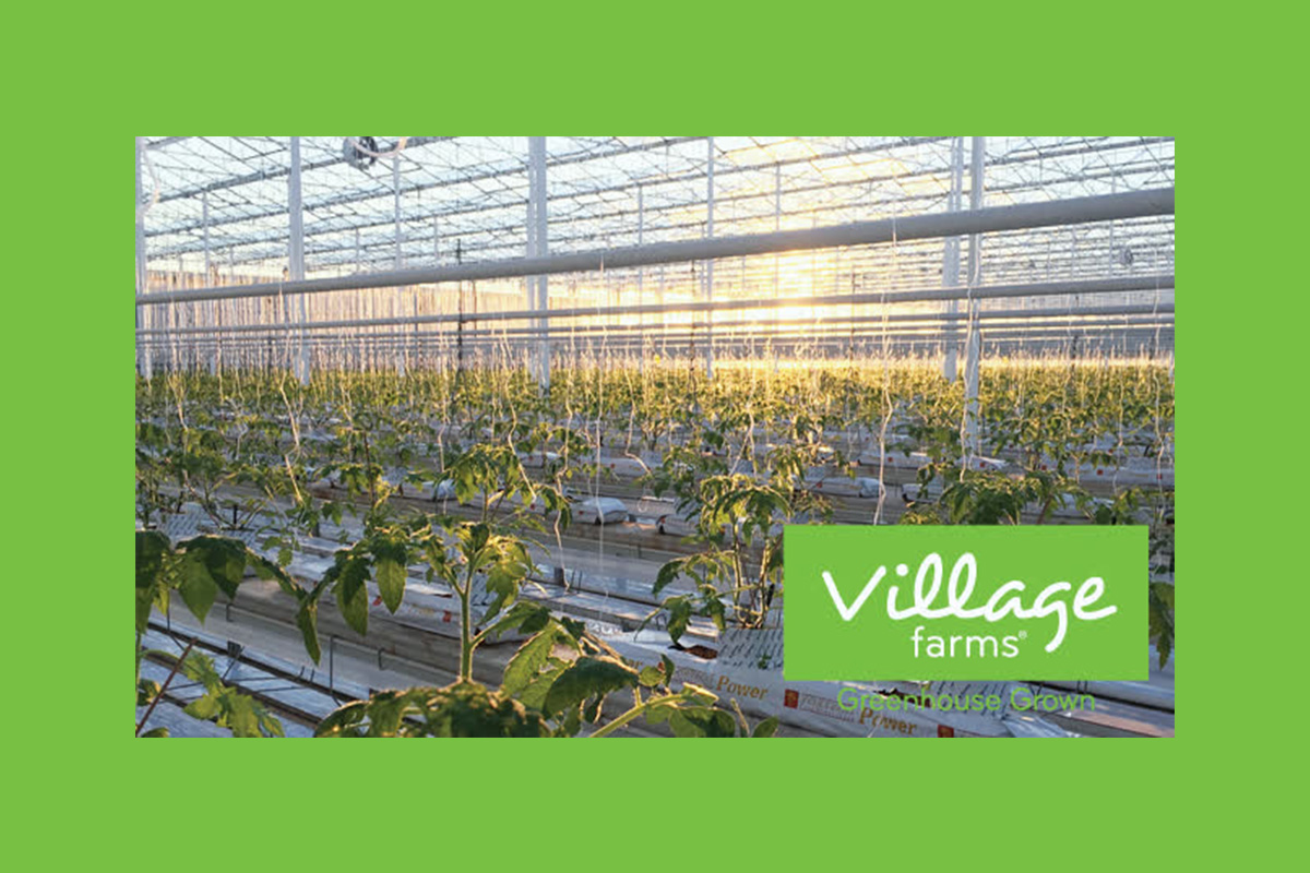 village-farms-international’s-pure-sunfarms-receives-cannabis-cultivation-license-amendment-for-delta-2-greenhouse,-increasing-production-capacity-by-50%