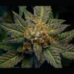 neptune-launches-mood-ring-cannabis-flower-in-alberta