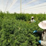 highlands-investments-completes-8.5-tonne-certified-cannabis-shipment-to-europe