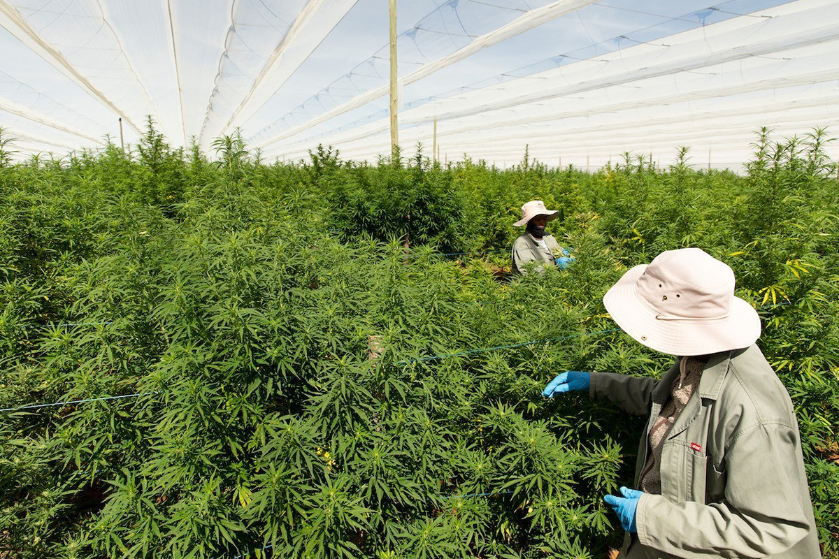 highlands-investments-completes-8.5-tonne-certified-cannabis-shipment-to-europe