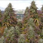 speakeasy-announces-initiation-of-the-2021-harvest-with-the-anticipation-of-a-bountiful-crop