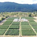 halo-collective-expects-to-almost-quadruple-oregon-sungrown-flower-output