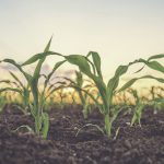 agricultural-testing-market-worth-$9.8-billion-by-2028-–-exclusive-report-by-marketsandmarkets
