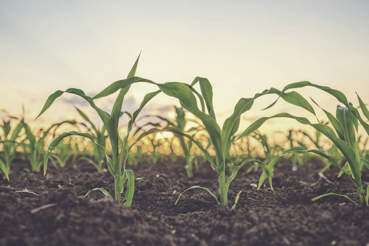 agricultural-testing-market-worth-$9.8-billion-by-2028-–-exclusive-report-by-marketsandmarkets