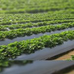 agricultural-textiles-market-worth-$20.2-billion-by-2028-–-exclusive-report-by-marketsandmarkets