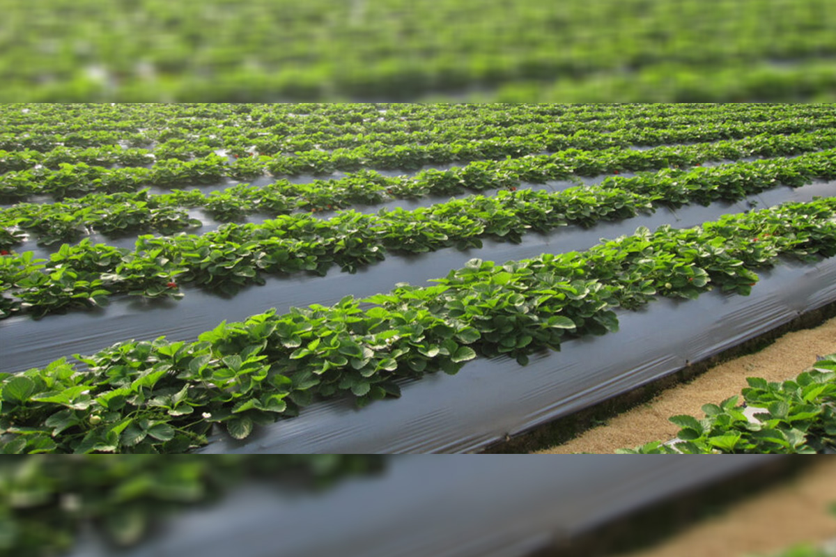 agricultural-textiles-market-worth-$20.2-billion-by-2028-–-exclusive-report-by-marketsandmarkets