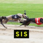 sis-to-deliver-dynamic-new-greyhound-racing-schedule-to-global-operators-in-2024