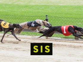 sis-to-deliver-dynamic-new-greyhound-racing-schedule-to-global-operators-in-2024