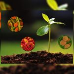 biostimulants-market-worth-$6.8-billion-by-2028-–-exclusive-report-by-marketsandmarkets