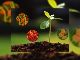 biostimulants-market-worth-$6.8-billion-by-2028-–-exclusive-report-by-marketsandmarkets