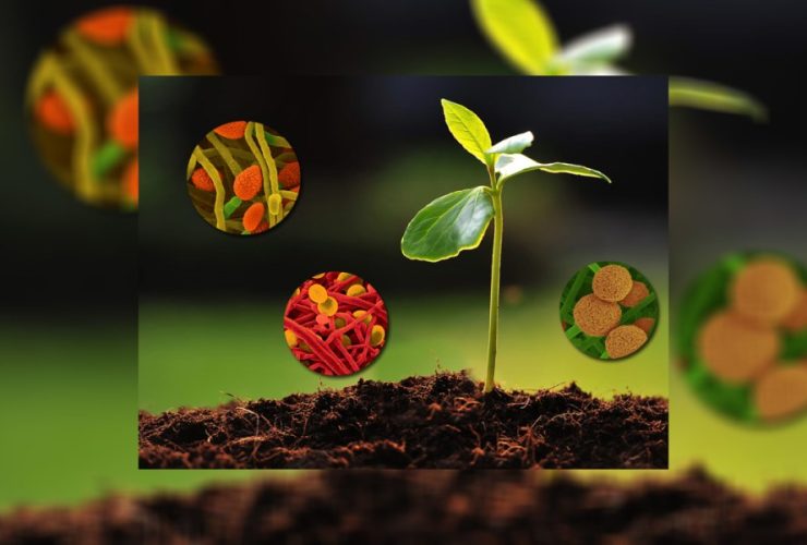 biostimulants-market-worth-$6.8-billion-by-2028-–-exclusive-report-by-marketsandmarkets