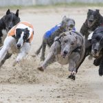 premier-greyhound-racing-announces-broadcast-and-digital-media-partnership-with-sky-sports-racing-and-attheraces.com