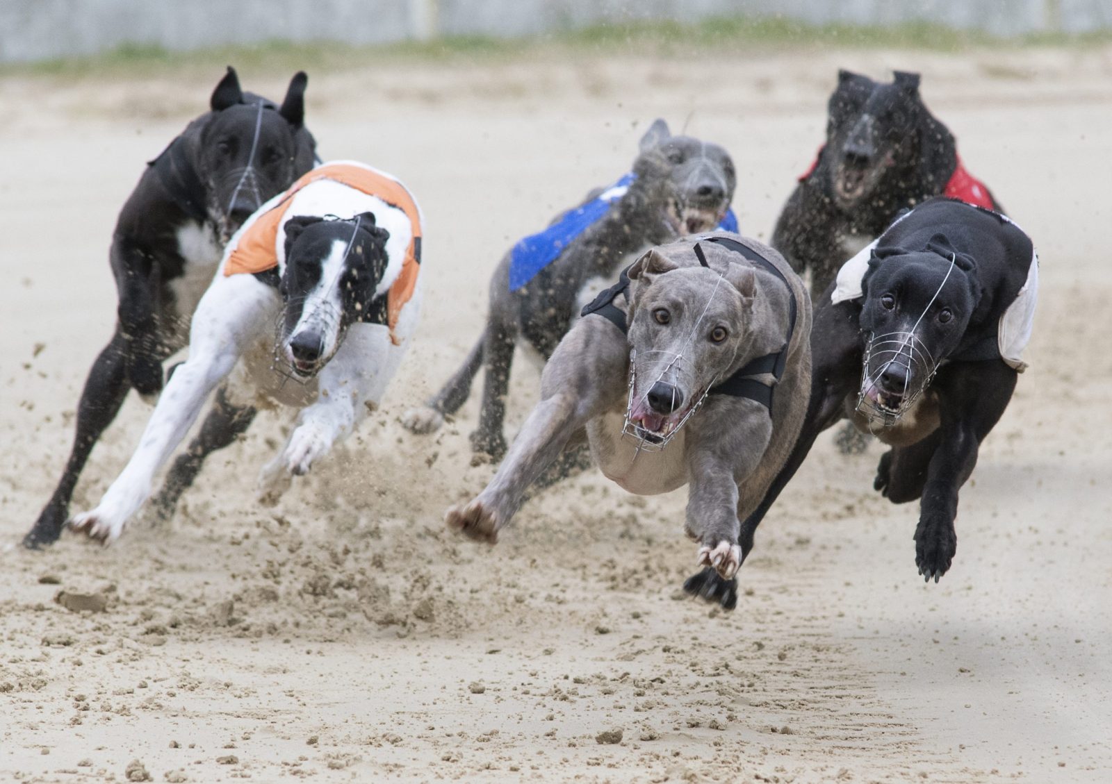 premier-greyhound-racing-announces-broadcast-and-digital-media-partnership-with-sky-sports-racing-and-attheraces.com