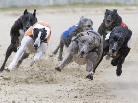 premier-greyhound-racing-announces-broadcast-and-digital-media-partnership-with-sky-sports-racing-and-attheraces.com