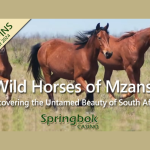springbok-casino’s-august-feature-celebrates-south-africa’s-wild-horses