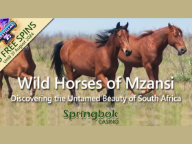 springbok-casino’s-august-feature-celebrates-south-africa’s-wild-horses