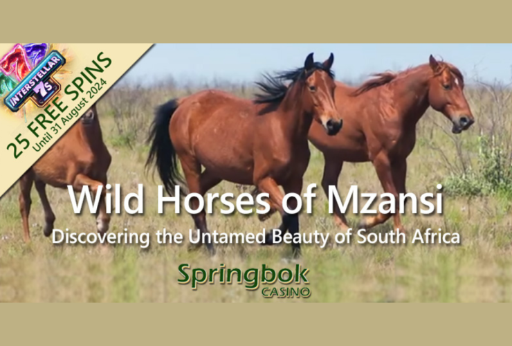 springbok-casino’s-august-feature-celebrates-south-africa’s-wild-horses