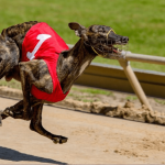 public-invited-to-have-their-say-during-inquiry-into-greyhound-racing-nsw