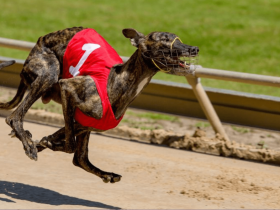 public-invited-to-have-their-say-during-inquiry-into-greyhound-racing-nsw