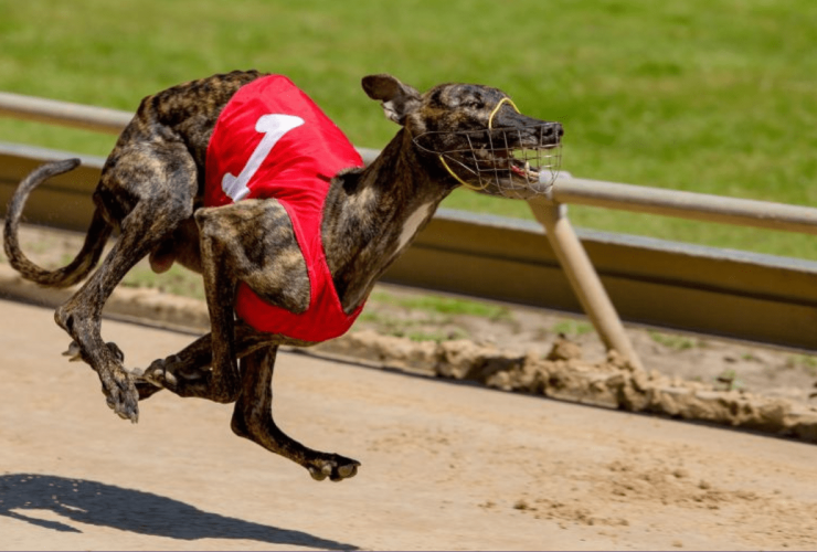 public-invited-to-have-their-say-during-inquiry-into-greyhound-racing-nsw