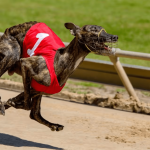 drake-inquiry-into-greyhound-racing-nsw-extended