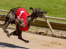 drake-inquiry-into-greyhound-racing-nsw-extended