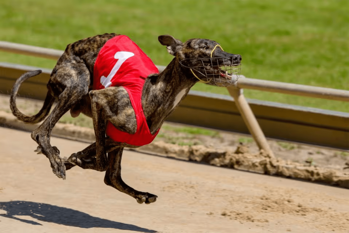 drake-inquiry-into-greyhound-racing-nsw-extended