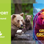 gamomat-expands-its-gaming-for-the-climate-initiative-with-the-launch-of-great-grizzly