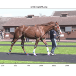 betting-data-provider-pythia-sports-launches-ai-powered-solution-to-help-bidders-find-the-next-star-racehorse