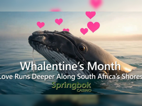 dive-into-a-different-kind-of-love-this-february-with-springbok-casino’s-‘whalentines-month’-and-claim-25-free-spins